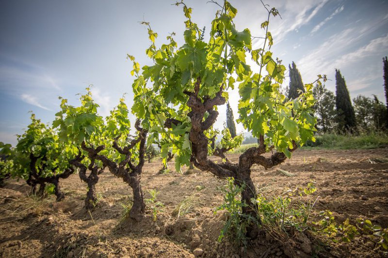 Cava de Paraje Vinas