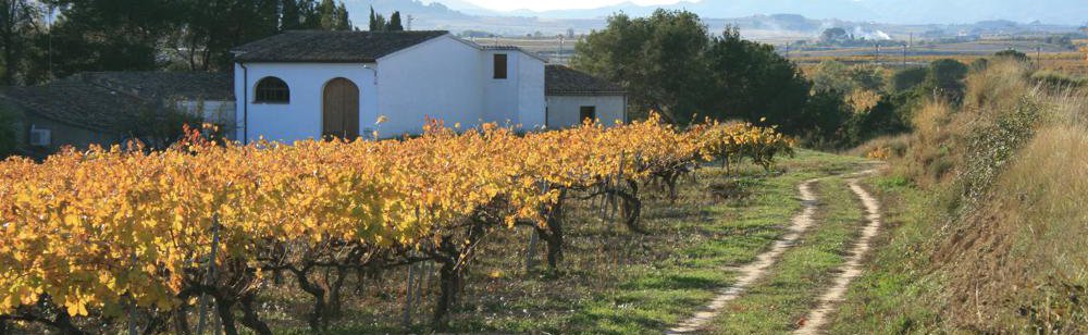 Cava Guilera bodega