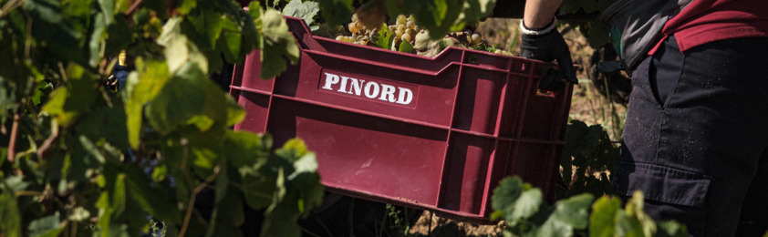 BODEGAS PINORD bodega