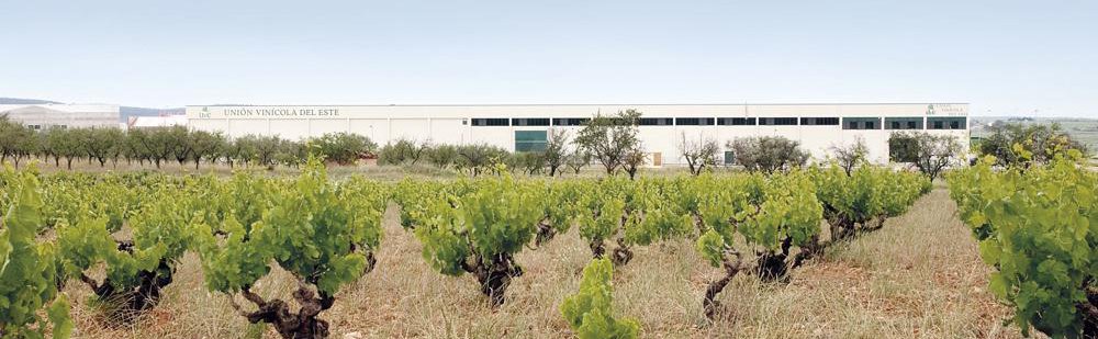 Unión Vinícola del Este bodega