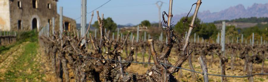 Muscàndia bodega