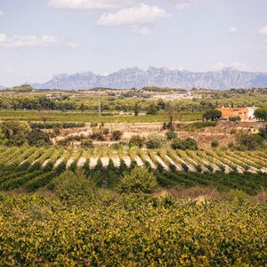 DO CAVA PENEDES