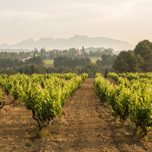 DO CAVA VINEYARDS