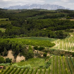 DO CAVA PENEDES