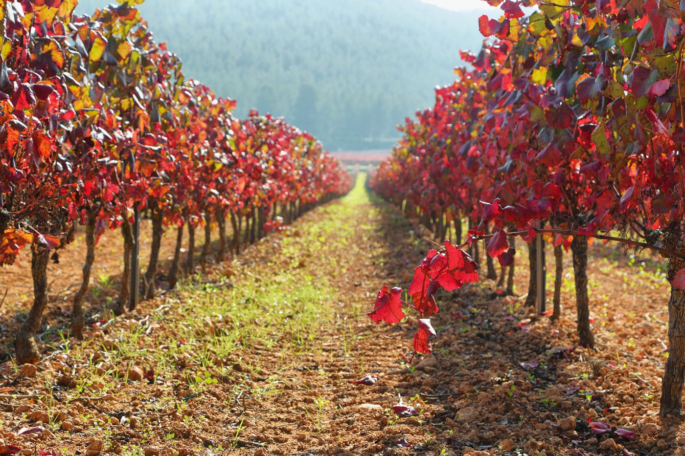 Viñedo cava otoño