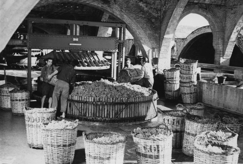 consejo regulador del cava