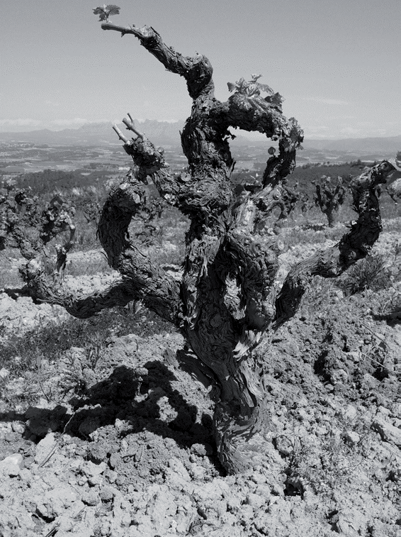 consejo regulador del cava