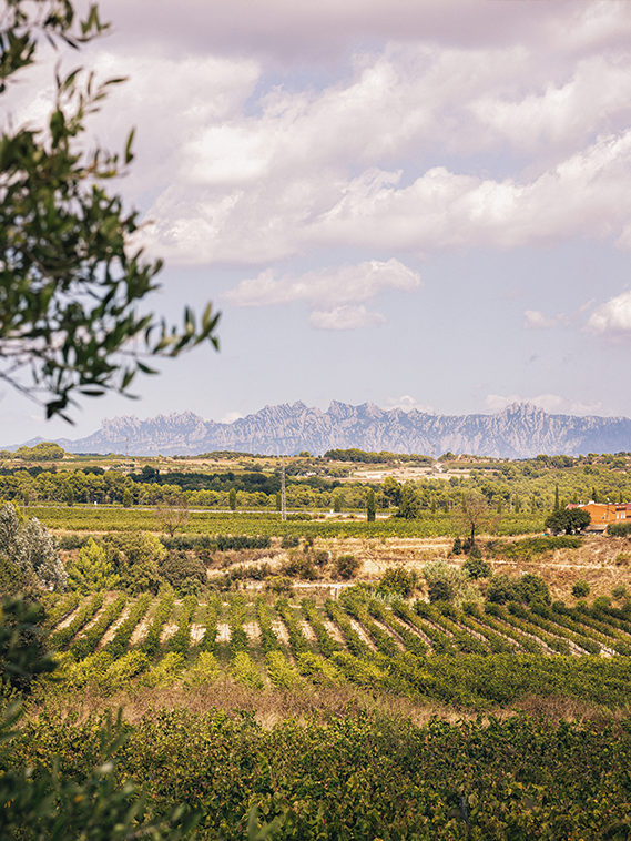 Cava Monserrat Spain