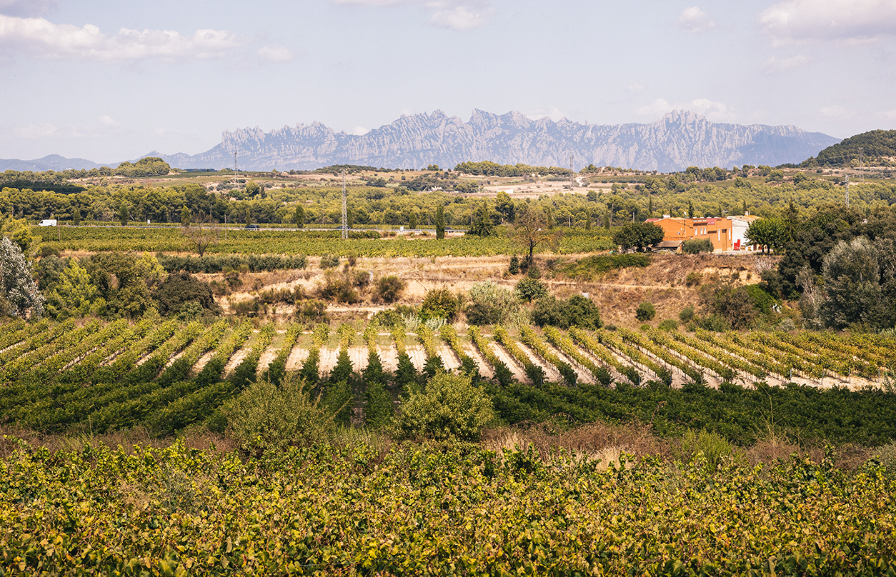 Penedes cava