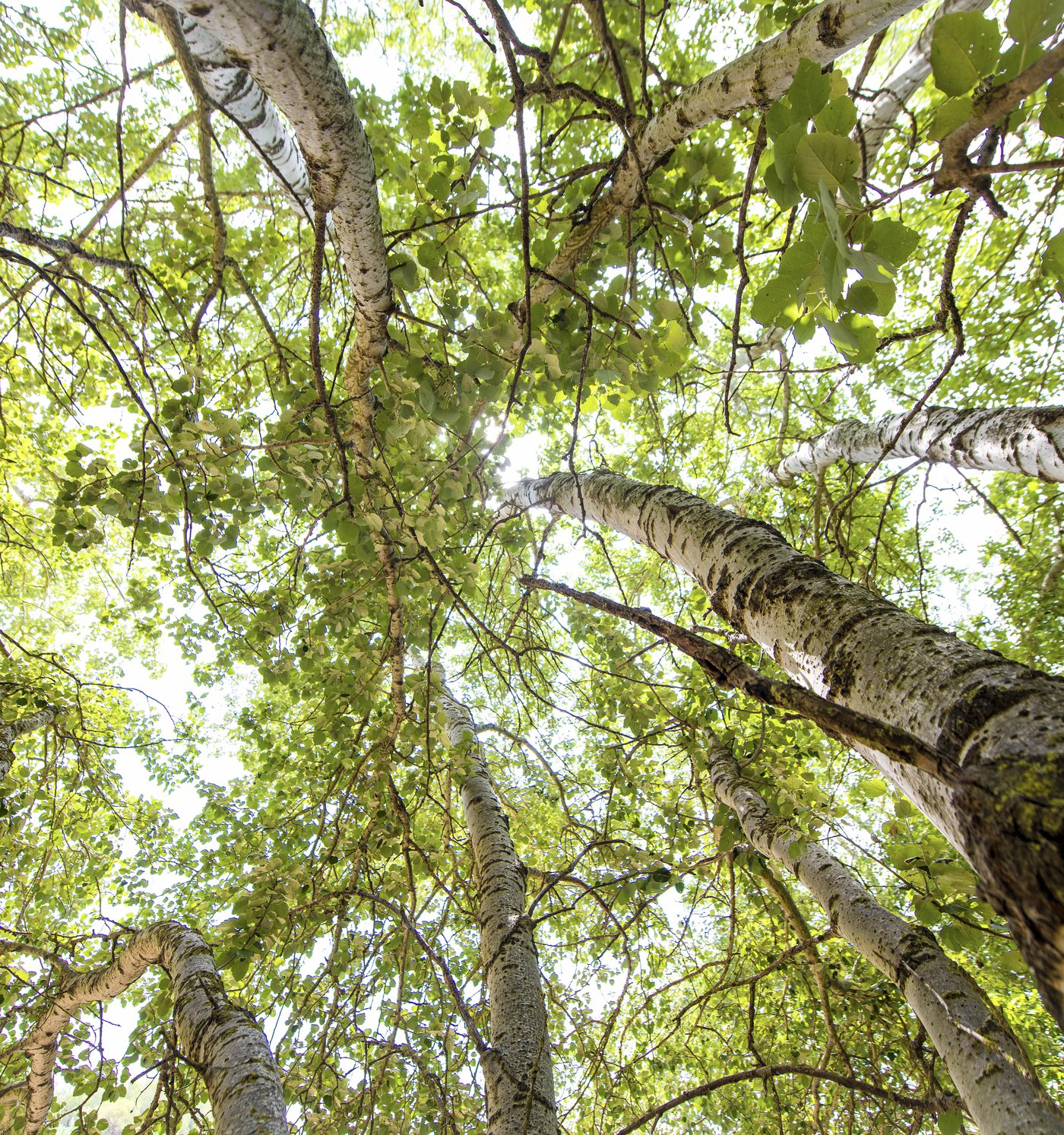 Sumarroca Viticultores Ecológics