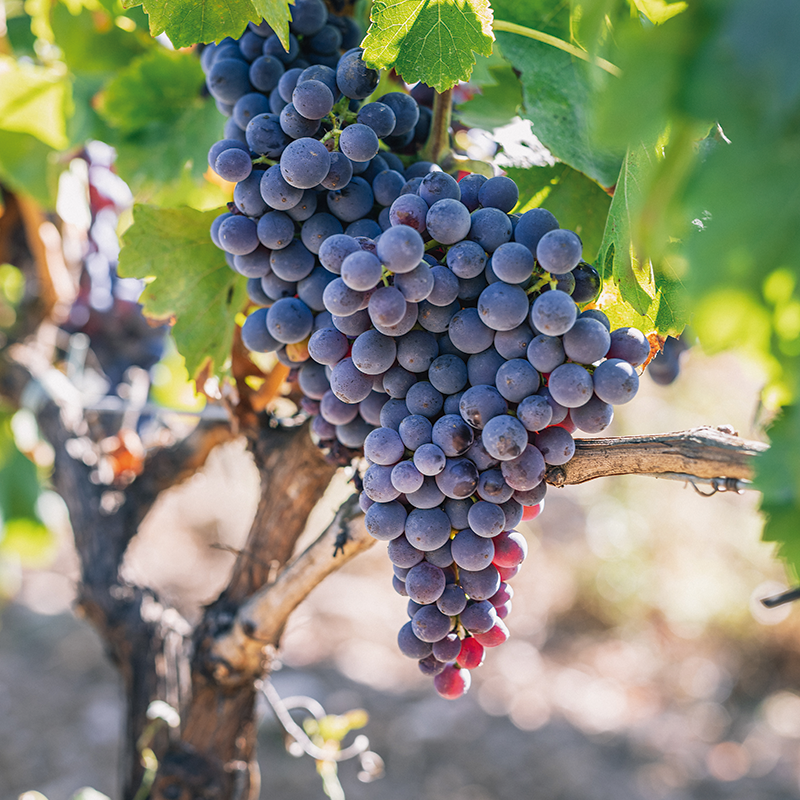 Garnacha tinta