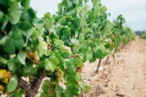 Verema DO CAVA 2024 -1.jpg
