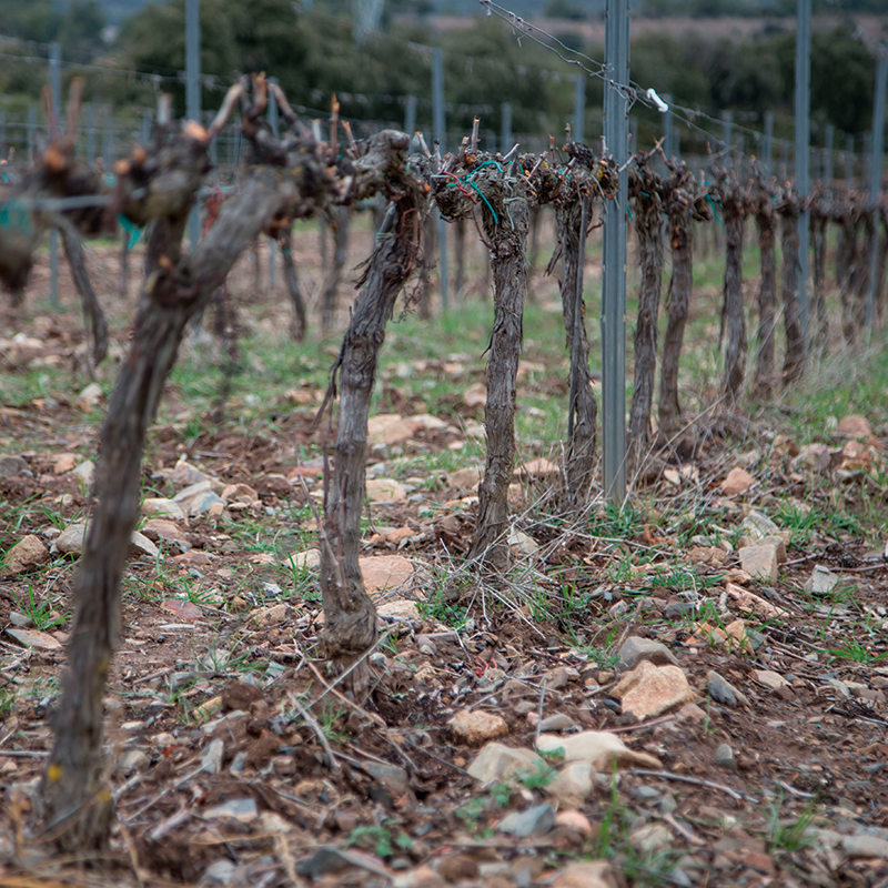 Viñas invierno cava