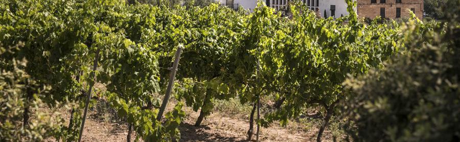 Bodegues Ca n'Estella S.L. bodega