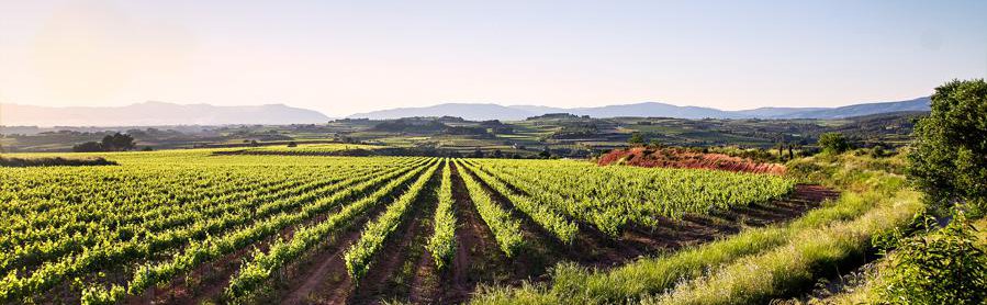 Castell d'Or bodega