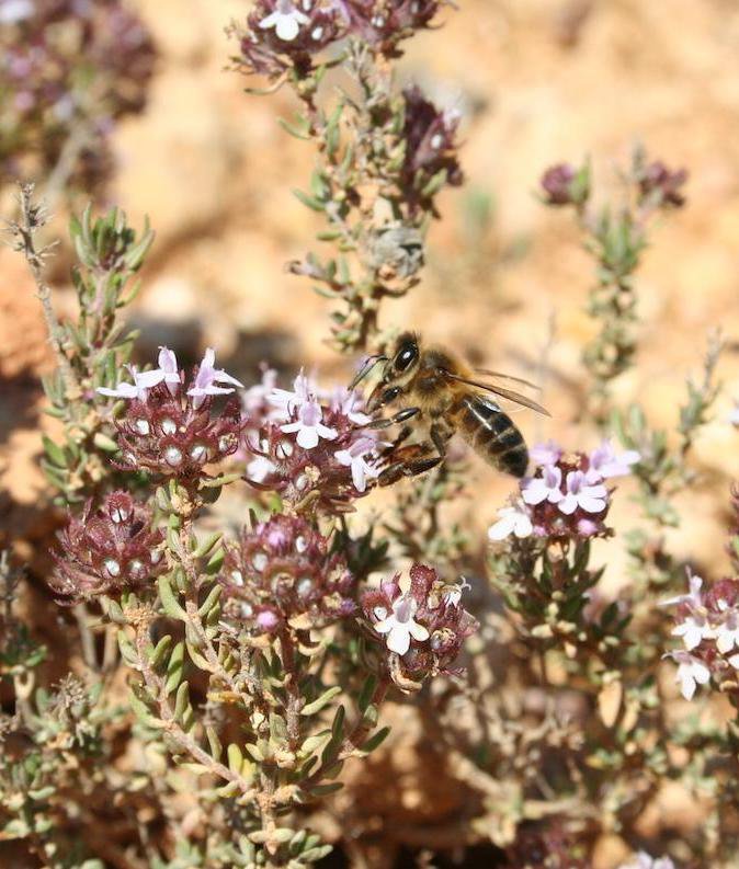 Parés Baltà - abejas que contribuyen a la polinización