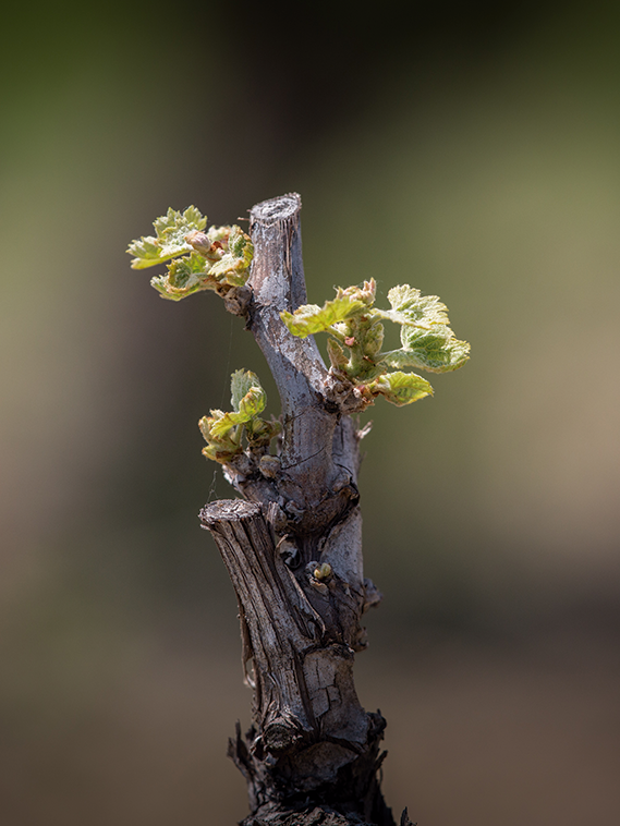 Vendimia cava