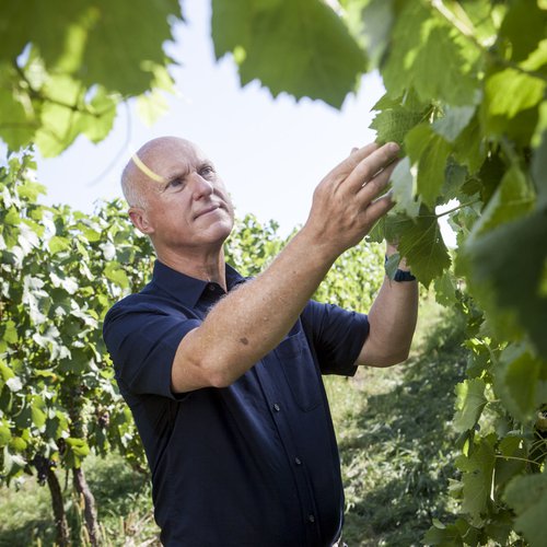 richard-bampfiel-vines.jpg